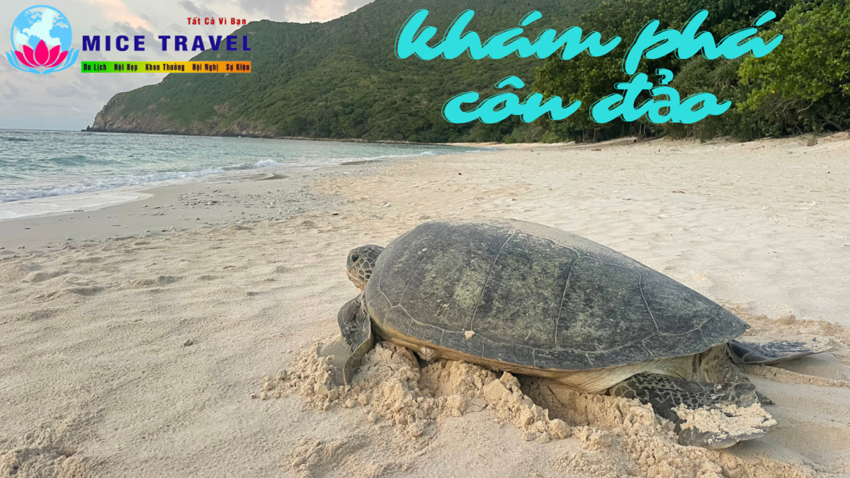 Tour Côn Đảo-Ngắm rùa biển đẻ trứng - Công Ty TNHH Mice Travel