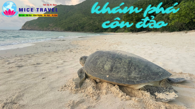 Tour Côn Đảo-Ngắm rùa biển đẻ trứng